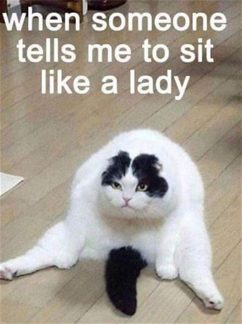 55 Funniest Cat Memes Ever Will Make You Laugh Right MEOW!