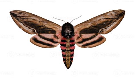 Privet Hawk Moth 847803 Stock Photo at Vecteezy