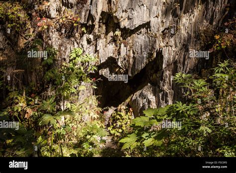 Hollowed out tree trunk Stock Photo - Alamy