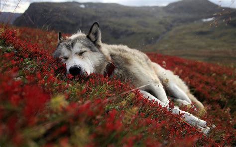 wolf, Sleeping, Nature Wallpapers HD / Desktop and Mobile Backgrounds