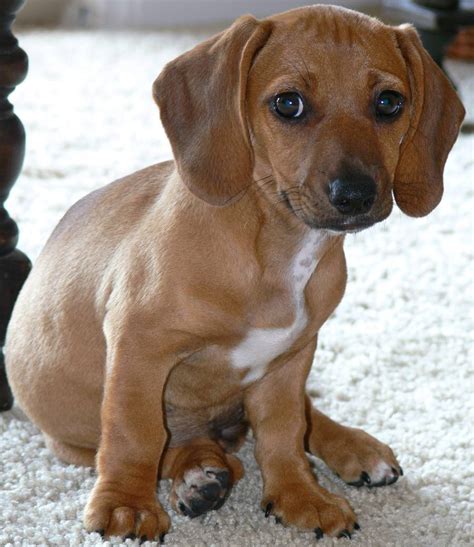 Beagle Dachshund Mix Puppies Picture - Dog Breeders Guide