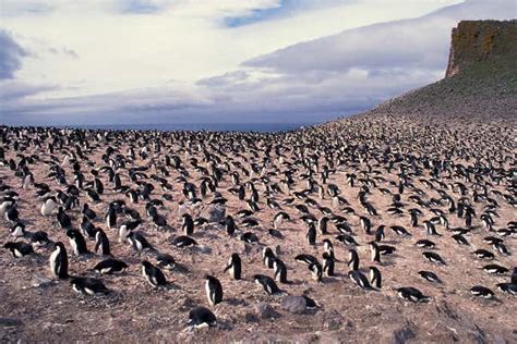 Penguin tail feathers reveal secrets of where they swim for food | New ...