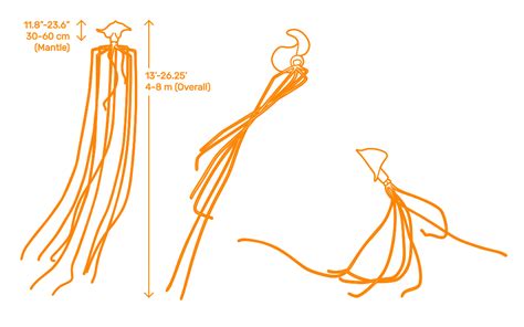 Bigfin Squid (Magnapinna pacifica) Dimensions & Drawings | Dimensions.com