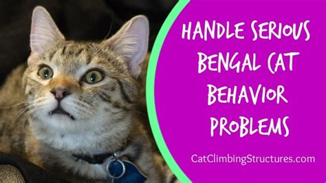 Humanely & Effectively Handle Serious Bengal Cat Behavior Problems ...