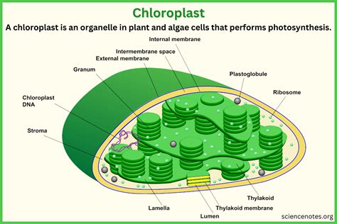 Chloroplast Function