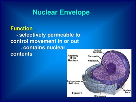 PPT - CELLs PowerPoint Presentation - ID:4021618