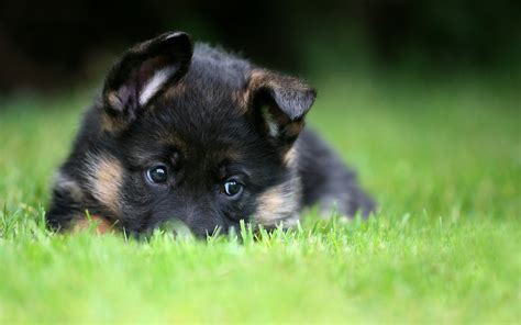 Baby German Shepherd Wallpaper - WallpaperSafari