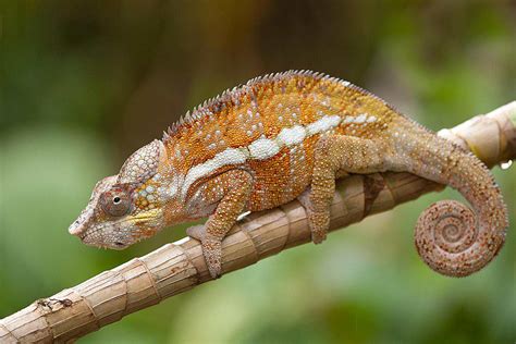 Chameleons: Types, Characteristics, and Photos