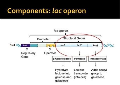 Regulation of gene expression of Lac Operon in E. coli - Online Science ...