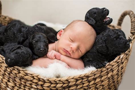 Newborn Baby and Puppies Photo Shoot | POPSUGAR Family