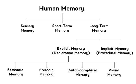 Types of Memory - Psychestudy