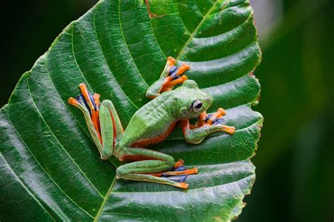 15 Fascinating Frog Species