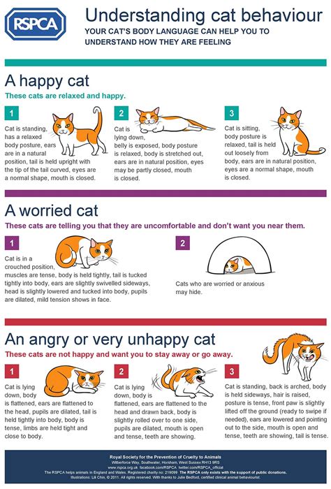 Cat behaviour: how to check your cat is ‘feline’ good | Animal welfare ...