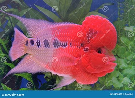 Different Types Of Flowerhorn Cichlid