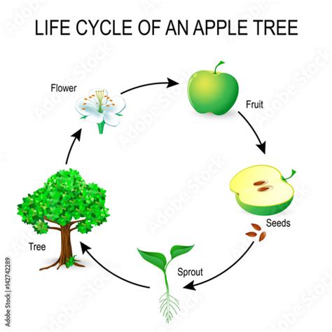 life cycle of an apple tree. Stock Vector | Adobe Stock