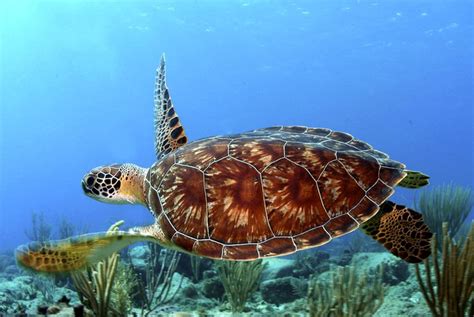 Interesting Sea Turtle Facts