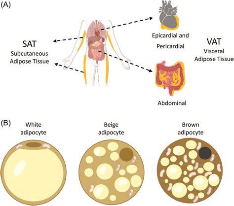 Adipose Tissue Diagram