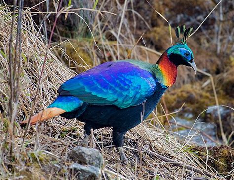 Himalayan Monal: National Bird of Nepal | Interesting Facts about Nepal