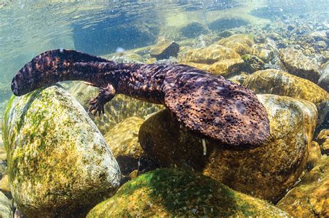 Save the Japanese Giant Salamander with Cute Life Size Plushies