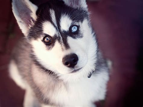 Two Eye Colors image by Husky Siberian | Husky with blue eyes, Cute ...