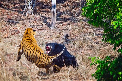 Sloth Bear Protects Her Cub From Tiger – Way Daily