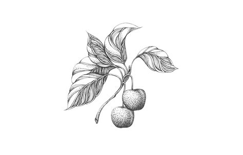 Fruits Doodle Art :: Behance