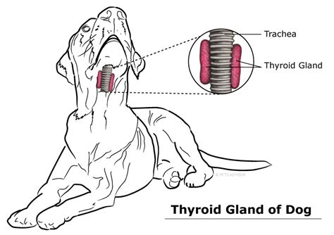 What Causes High Thyroid Dogs