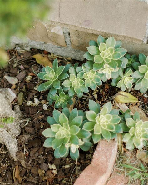 How to Propagate Succulents