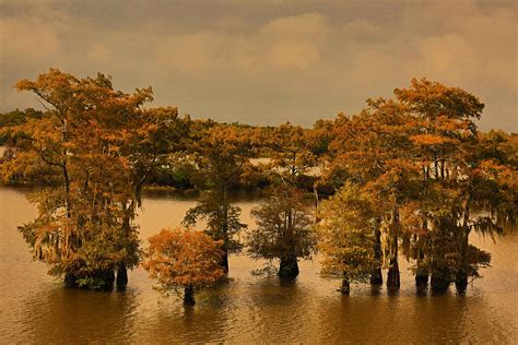 Atchafalaya Basin Photograph by Ronald Olivier - Fine Art America