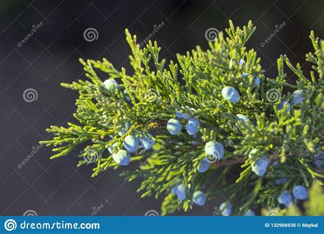 Beautiful Bush of a Juniper with Berries Stock Photo - Image of juniper ...