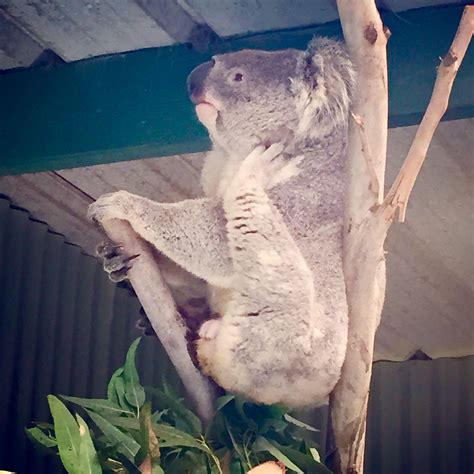 Koala at Featherdale Wildlife Park