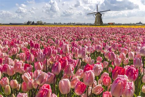 Where To Find Tulip Fields in The Netherlands: A Practical Guide