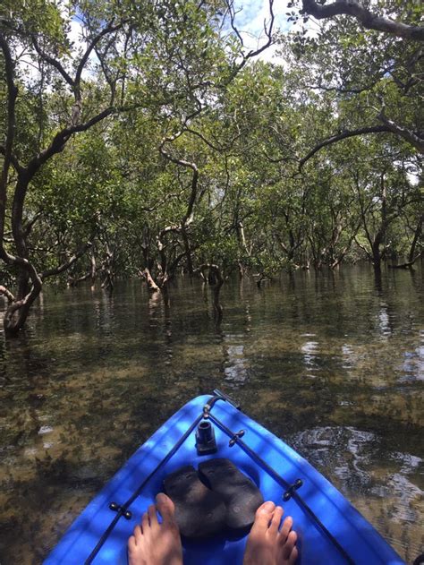 Mangroves to the beach : r/Kayaking