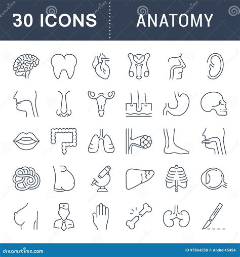 Set of Line Icons of Anatomy and Physiology Stock Illustration ...