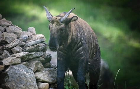 The Legend of Takin - National Animal of Bhutan | Go Bhutan Tours