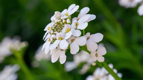 Candytuft Iberis Flower - Free photo on Pixabay - Pixabay