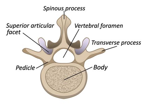 Anatomy of the Spine | Spinal Cord Injury Information Pages