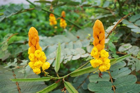 Fresh Senna Alata Flower in Nature Garden Stock Photo - Image of tree ...