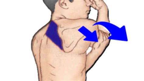 Rhomboid Exercises Rehabilitation