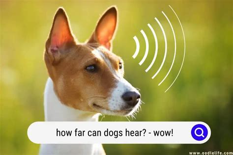 How FAR Can Dogs Hear? (Wow!) - Oodle Life