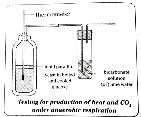 To observe Anaerobic respiration a student conducted experiment with y