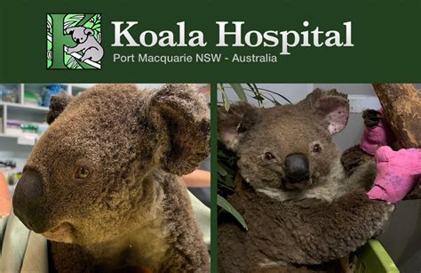 Doing it for the Koalas - Radiology Group