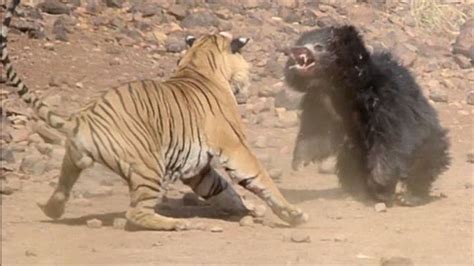 Dгаmаtіс Ьаttɩe! сгаzу Bear аttасkѕ Tiger - Tiger Fights Back Fiercely ...