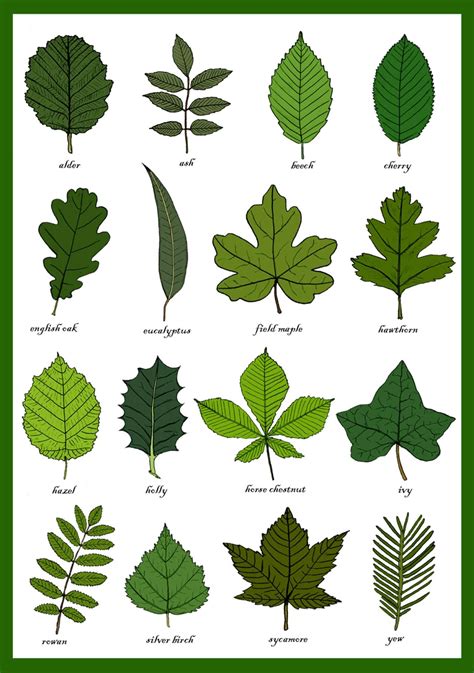 Identification guide florida tree identification by leaf - cubaress