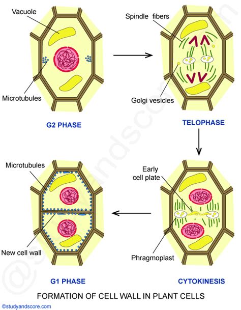 Cell Wall: Chemical composition, Growth and Formation | Study&Score