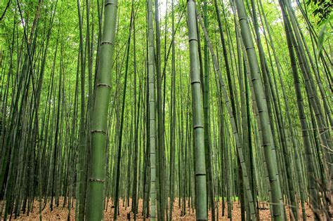 Find your inner zen at Arashiyama’s Sagano Bamboo Forest, Kyoto ...