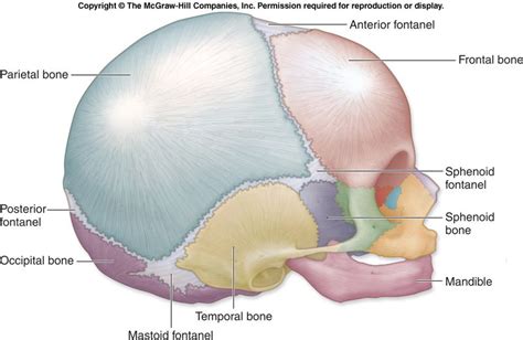 fontanels of the fetal skull | occipital fontanel sphenoidal masoid ...