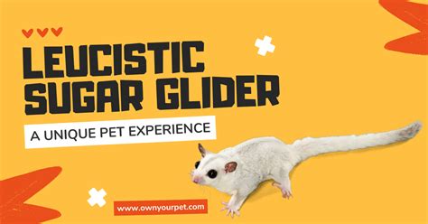 Leucistic Sugar Glider: A Unique Pet Experience | Own Your Pet