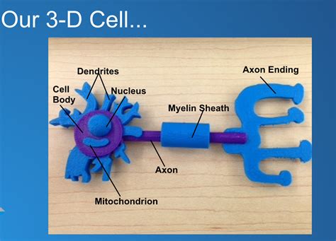 Designing & #3DPrinting Cell Models in the Gr. 8 Science Classroom ...