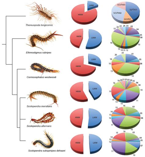 Toxins | Free Full-Text | Centipede Venom: Recent Discoveries and ...